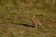 Woodlark
